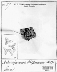 Asterosporium hoffmannii image